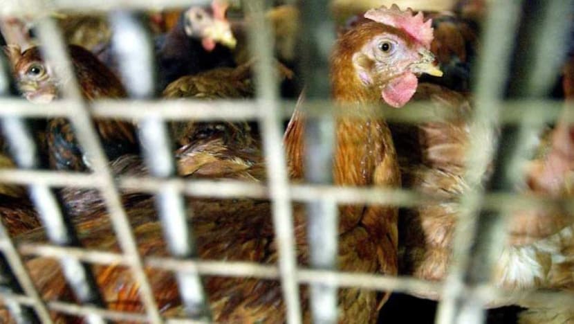 Penternak ayam di Thailand ganti antibiotik dengan ganja Penternak ayam di Thailand ganti antibiotik dengan ganja