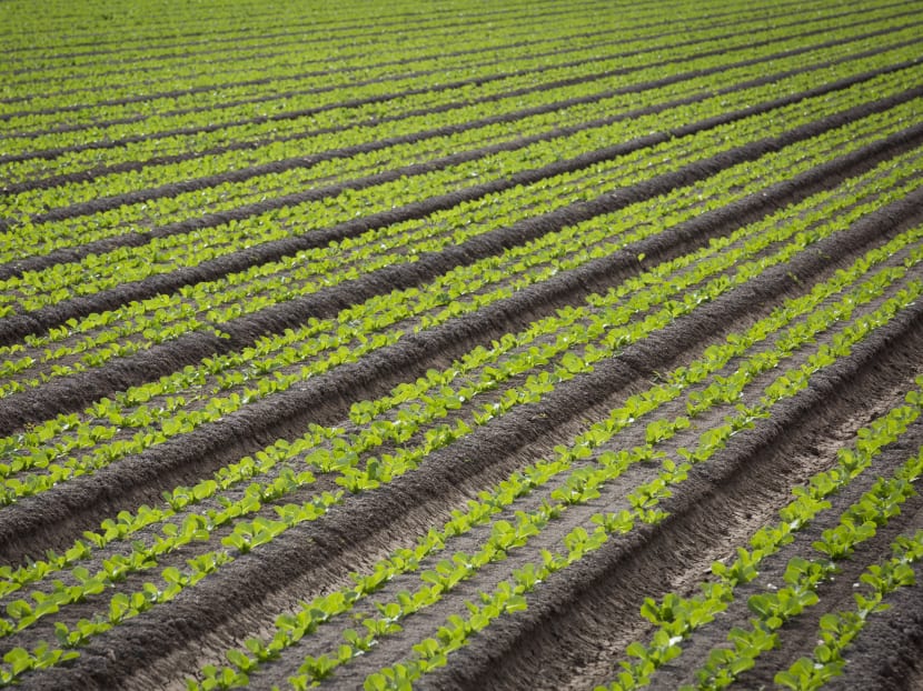 AVA has assured that Singapore does not import romaine lettuce from Yuma, Arizona, after an E. Coli outbreak linked to the vegetable grown at the American county claimed its first fatality in the United States. AVA has assured that Singapore does not import romaine lettuce from Yuma, Arizona, after an E. Coli outbreak linked to the vegetable grown at the American county claimed its first fatality in the United States.