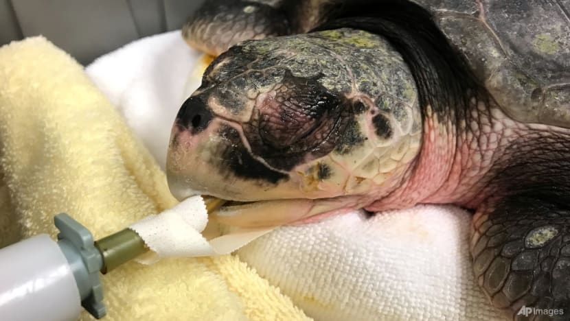When turtles fly: Cold-stunned animals nursed in Mississippi