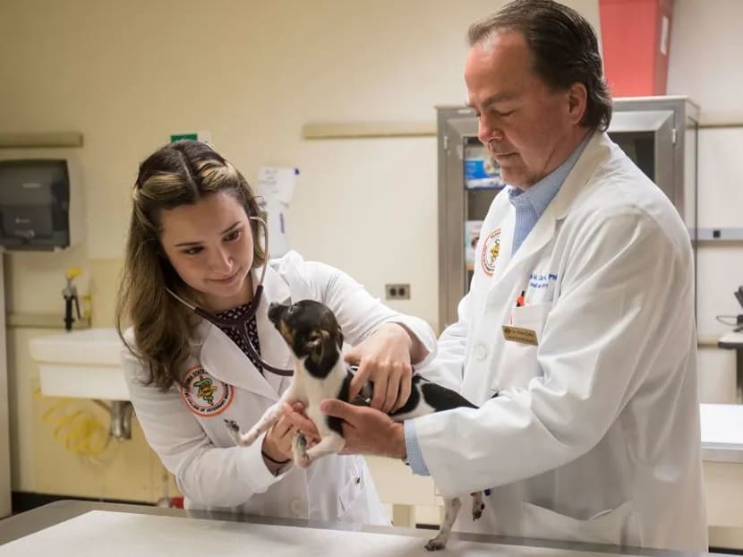 Fourth-year veterinary student Gabriela Iribar listens to the heart of Siggi, a rat terrier puppy, along with Dr Erik Clary.