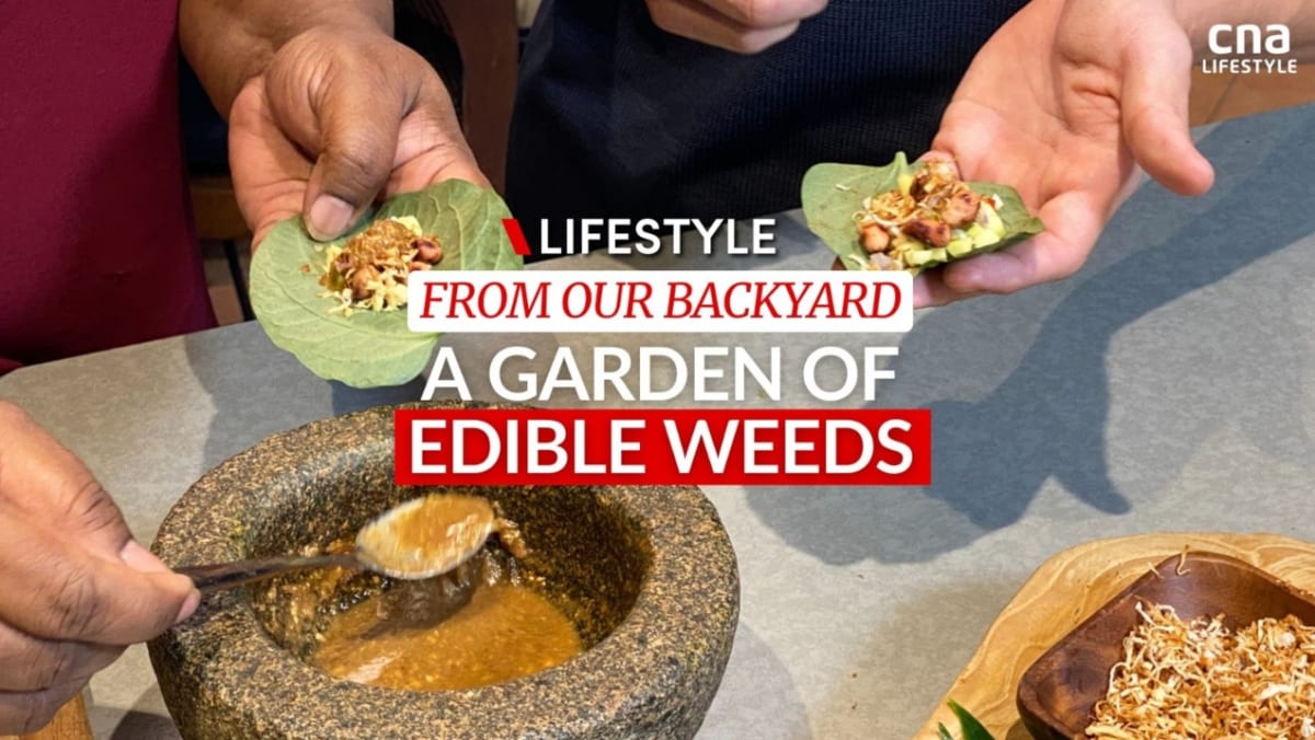 from-garden-to-table-using-wild-pepper-leaves-to-make-bite-sized-wraps-or-cna-lifestyle