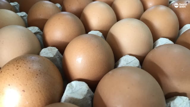 [黑特] 新加坡允許進口土耳其雞蛋