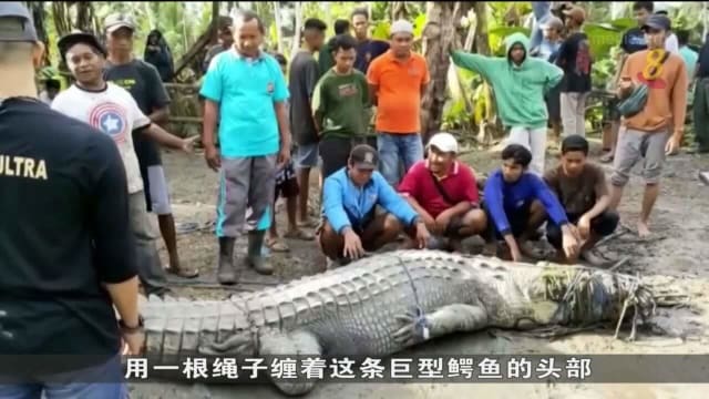 巨鳄横行印尼村庄 一村民冒险活擒鳄鱼
