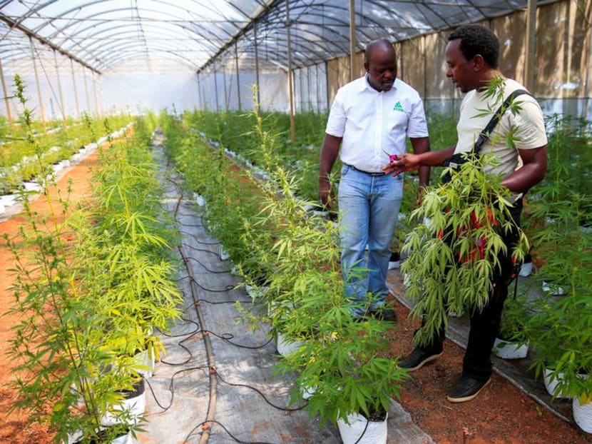 Zimbabwean farmers hope for whiff of cannabis boom Zimbabwean farmers hope for whiff of cannabis boom