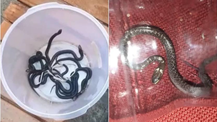Prolonged dry spell behind more cobra sightings in Indonesia Prolonged dry spell behind more cobra sightings in Indonesia