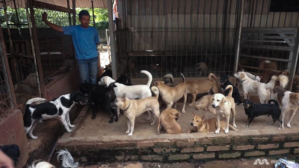 ‘Tidak lagi trendi’: seiring dengan meredanya pandemi, penyesalan pembeli mendorong pengabaian anjing di Indonesia