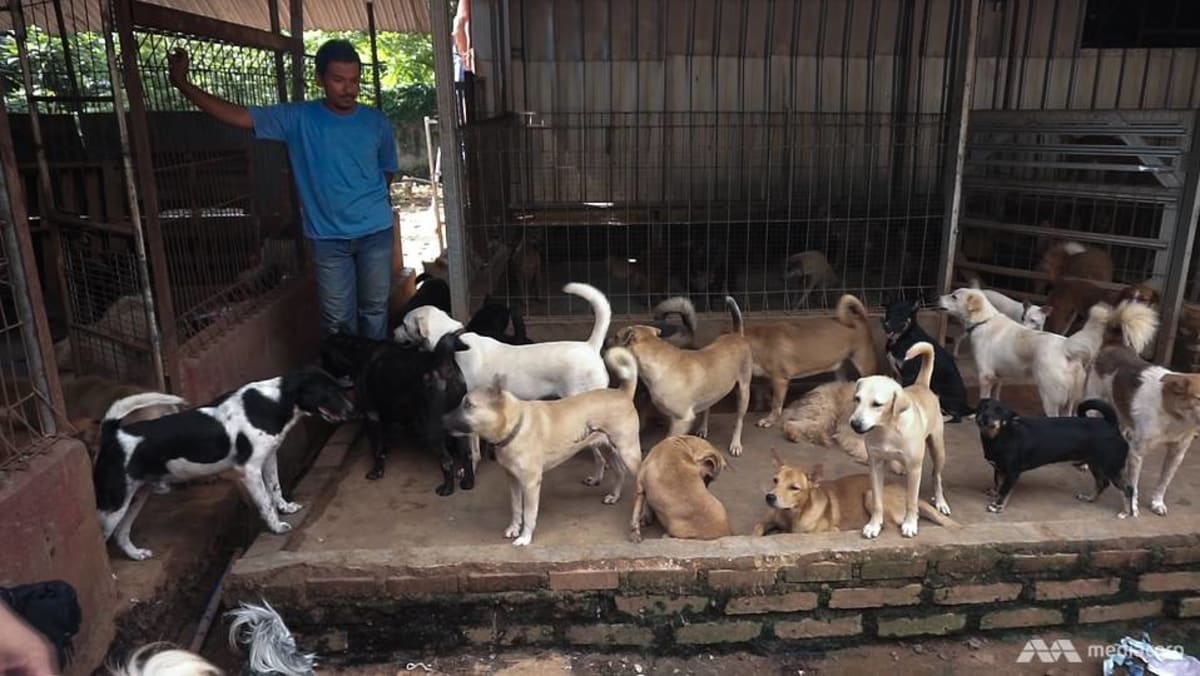 ‘Tidak trendi lagi’: Saat pandemi surut, teguran Jupiter menyebabkan penelantaran anjing di Indonesia