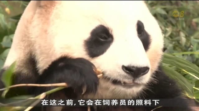 大熊猫福宝在韩最后一次亮相 数千韩国民众送别