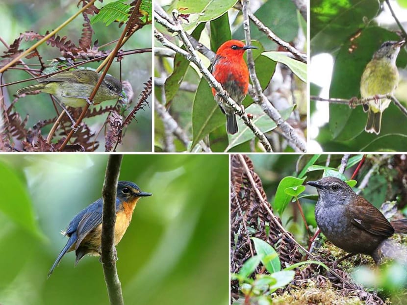 NUS researcher Frank Rheindt led a team which found five new species and five new subspecies of birds in remote Indonesia. They included: (clockwise from top left) Taliabu Leaf-Warbler, Taliabu Myzomela, Peleng Leaf-Warbler, Taliabu Grasshopper-Warbler and Togian Jungle-Flycatcher.
