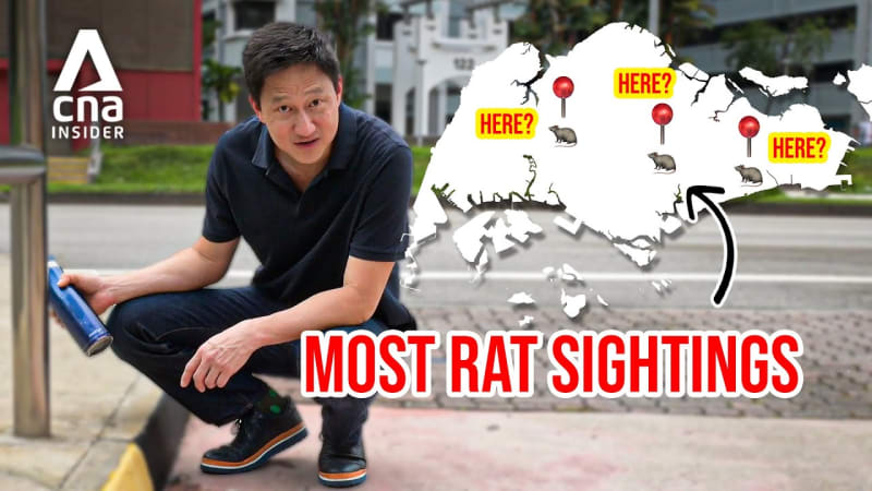 rat sightings