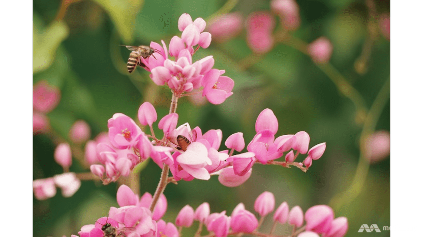 Bees' pleas: Habitat loss, pesticides killing pollinators