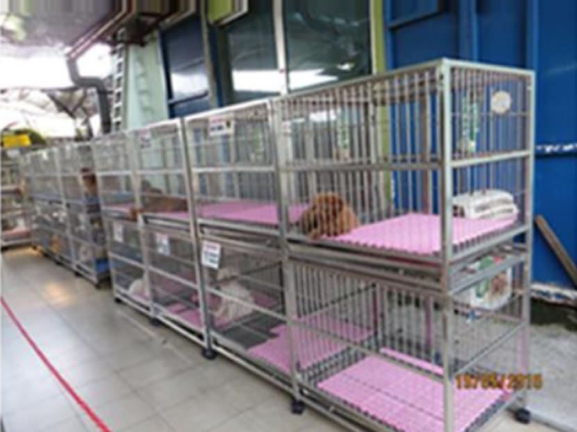Cages that satisfy the required size dimensions and provide sufficient space for puppies to stand, move around, lie down and stretch. Photo: AVA