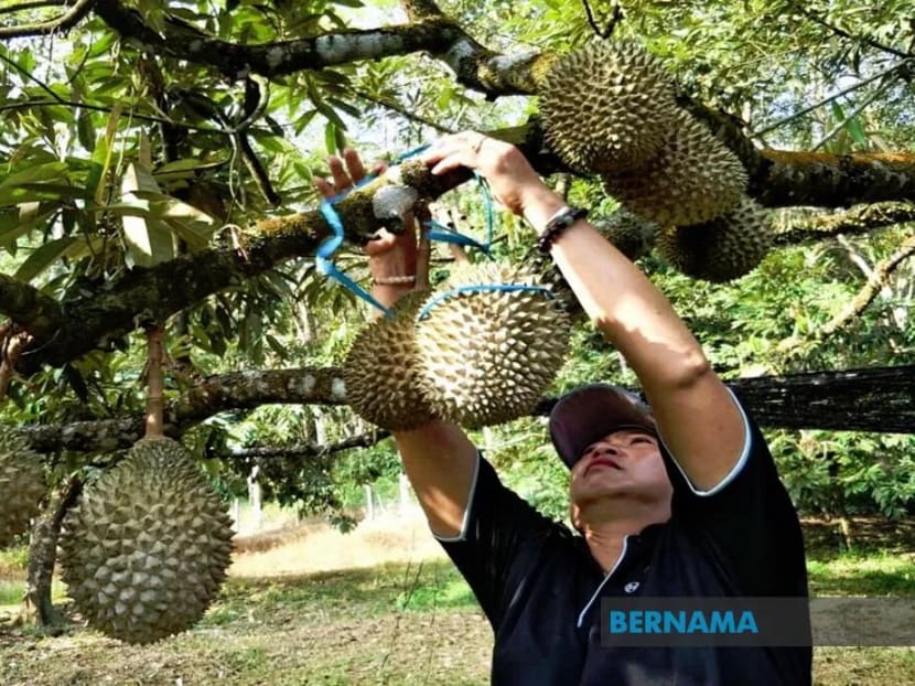 Certification to be implemented for Musang King durians to ensure quality, price stability