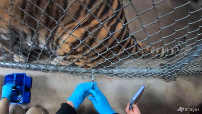 Tigers, bears, ferrets get COVID-19 vaccine at Oakland Zoo Tigers, bears, ferrets get COVID-19 vaccine at Oakland Zoo