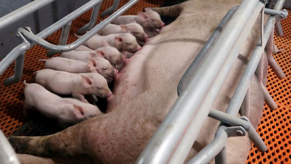 中国要求屠宰场帮助稳定猪价