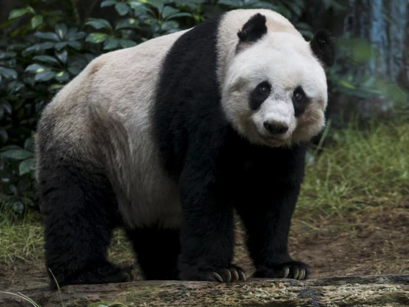 Since conservation efforts began, China has cracked down on poachers, outlawed the trade in panda hides and mapped out dozens of protected habitats. The strategy is considered one of the most ambitious and high-profile programmes to save a species from extinction — and it worked. Since conservation efforts began, China has cracked down on poachers, outlawed the trade in panda hides and mapped out dozens of protected habitats. The strategy is considered one of the most ambitious and high-profile programmes to save a species from extinction — and it worked.