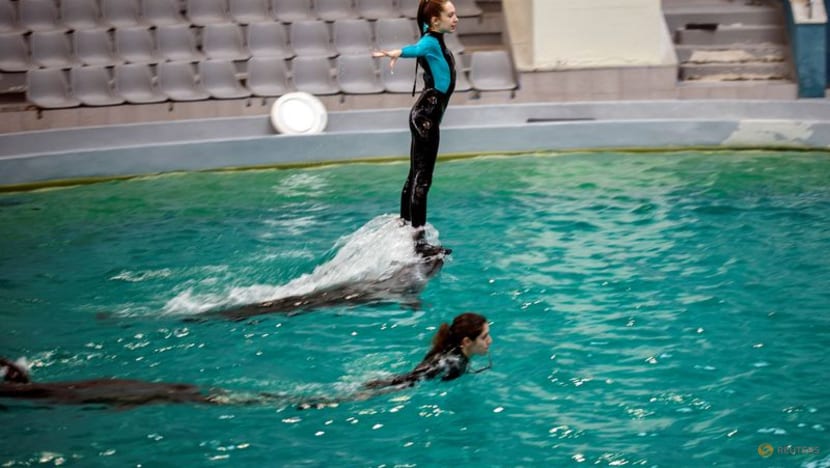 Ukrainian dolphin refugees delight Romanian kids