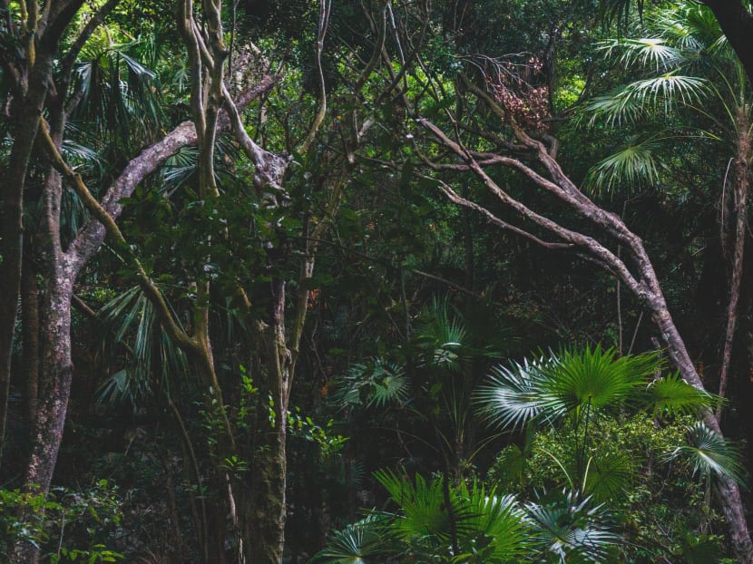 Fractured forests are endangering wildlife, scientists find Fractured forests are endangering wildlife, scientists find