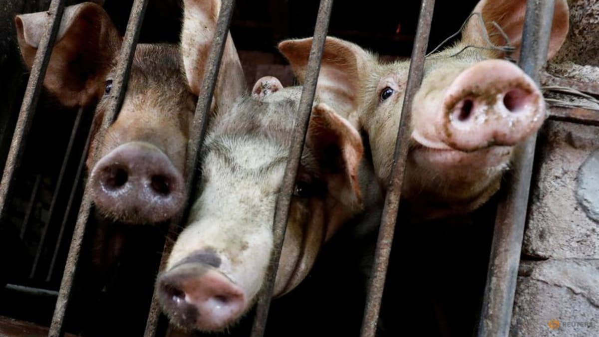 World’s first vaccine against deadly swine fever nears approval in Vietnam World’s first vaccine against deadly swine fever nears approval in Vietnam
