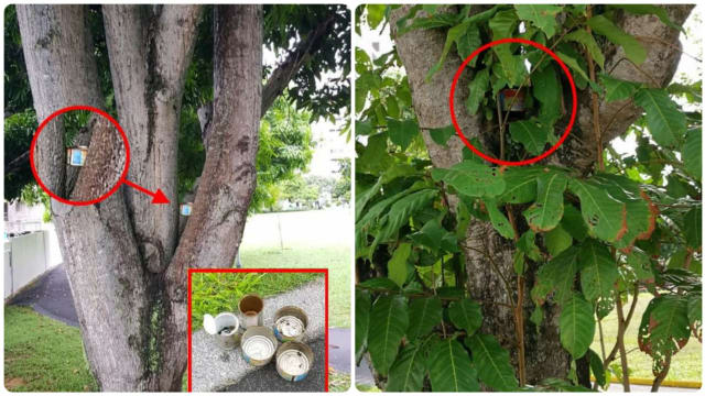 后港树上藏铁罐生蚊虫 环境局正进行调查