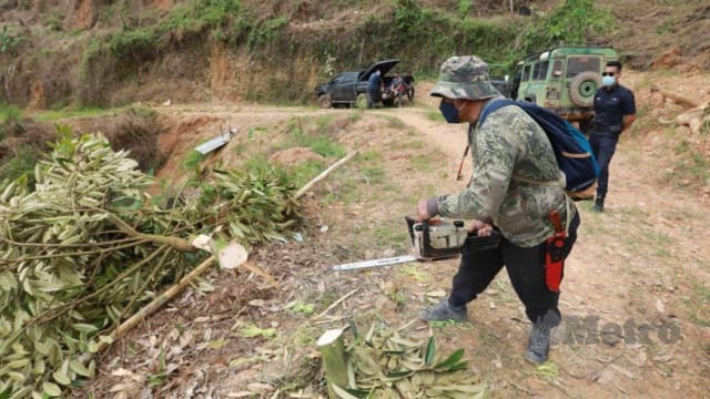 取缔非法种植活动 马国森林局摧毁劳勿约600棵猫山王树
