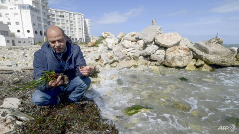 'Lungs of the Mediterranean' at risk 'Lungs of the Mediterranean' at risk