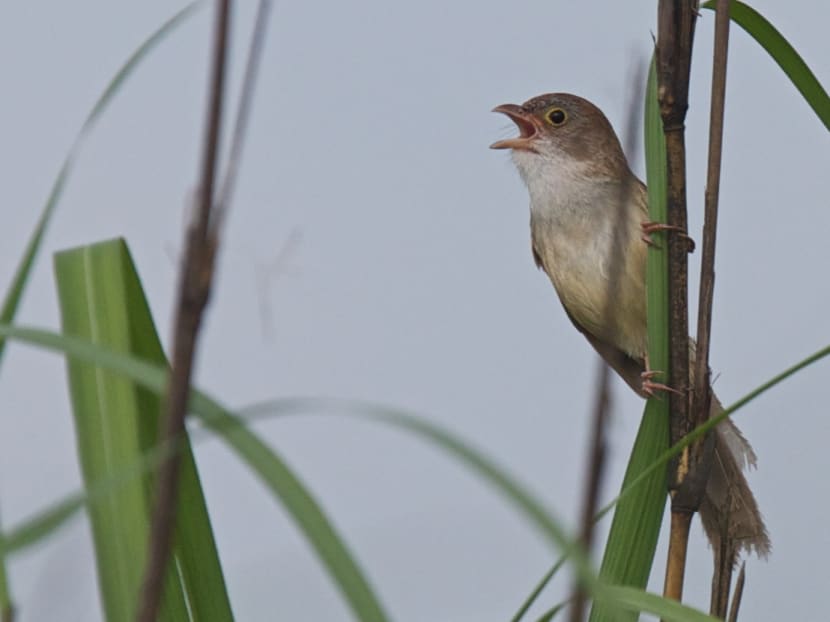 'Extinct' bird rediscovered in Myanmar after more than 70 years