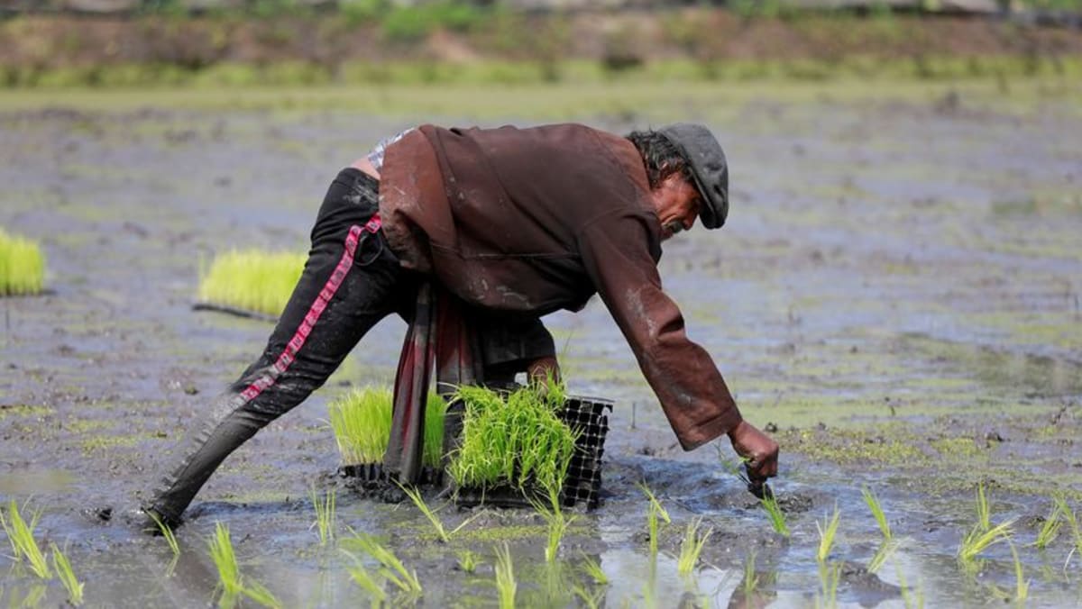 Thailand, Vietnam to cooperate in raising rice price in global market: Official - CNA