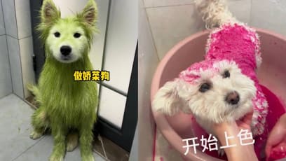 Odd Trend On Chinese Social Media Sees Dog Owners Using Fruits & Vegetables To Dye Their Pet’s Fur