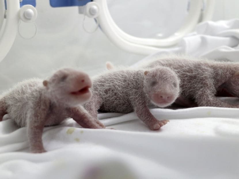 Rare panda triplets born in China