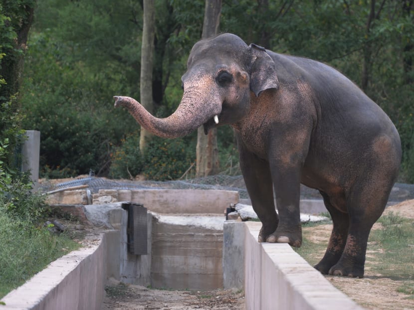 Gallery: Pakistan’s lonely elephant suffering ‘mental illness’: Experts