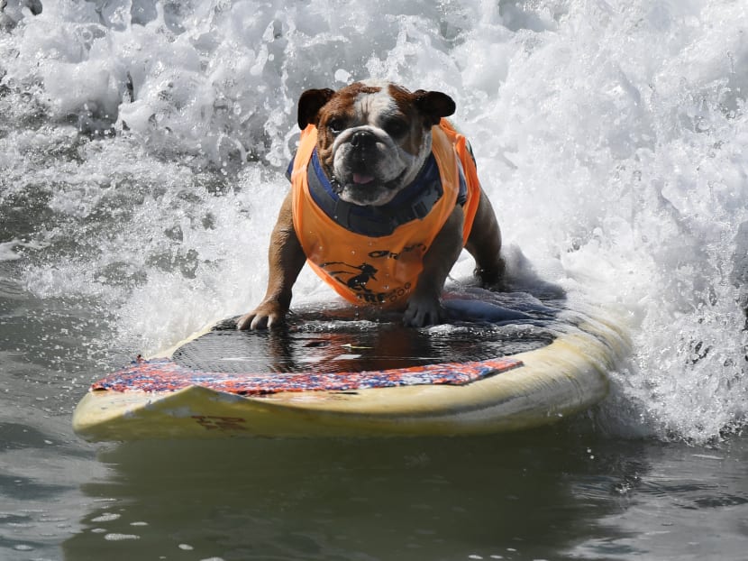 Surf dog Sully surfs a large wave during the 8th annual Surf City Surf Dog event at Huntington Beach, California on September 25, 2016. Dogs, big and small, and some in tandem braved the large swell that greeted them at the iconic event. Photo: AFP