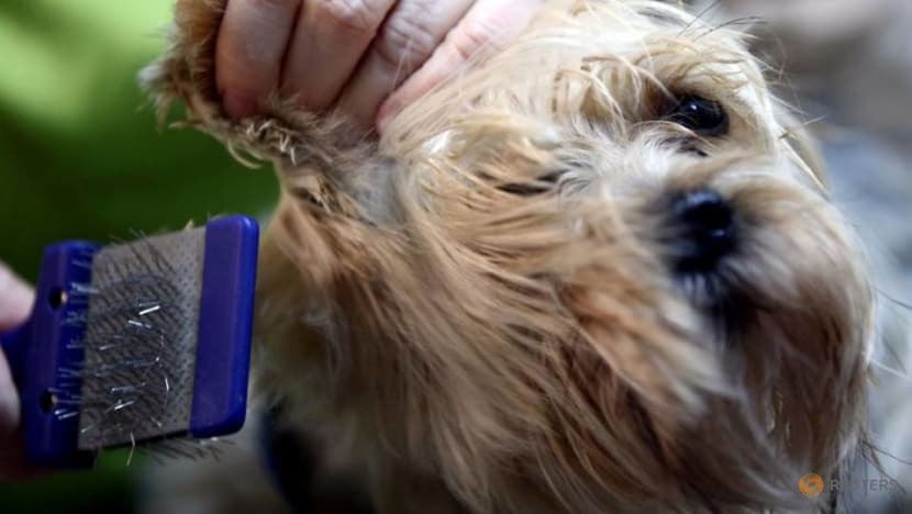 In Vienna, getting a haircut can be easier for dogs than their owners In Vienna, getting a haircut can be easier for dogs than their owners