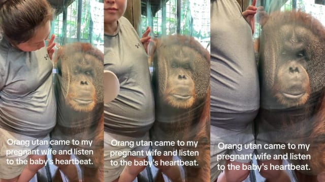 新加坡动物园动人一幕！ 猩猩隔着玻璃倾听宝宝心跳