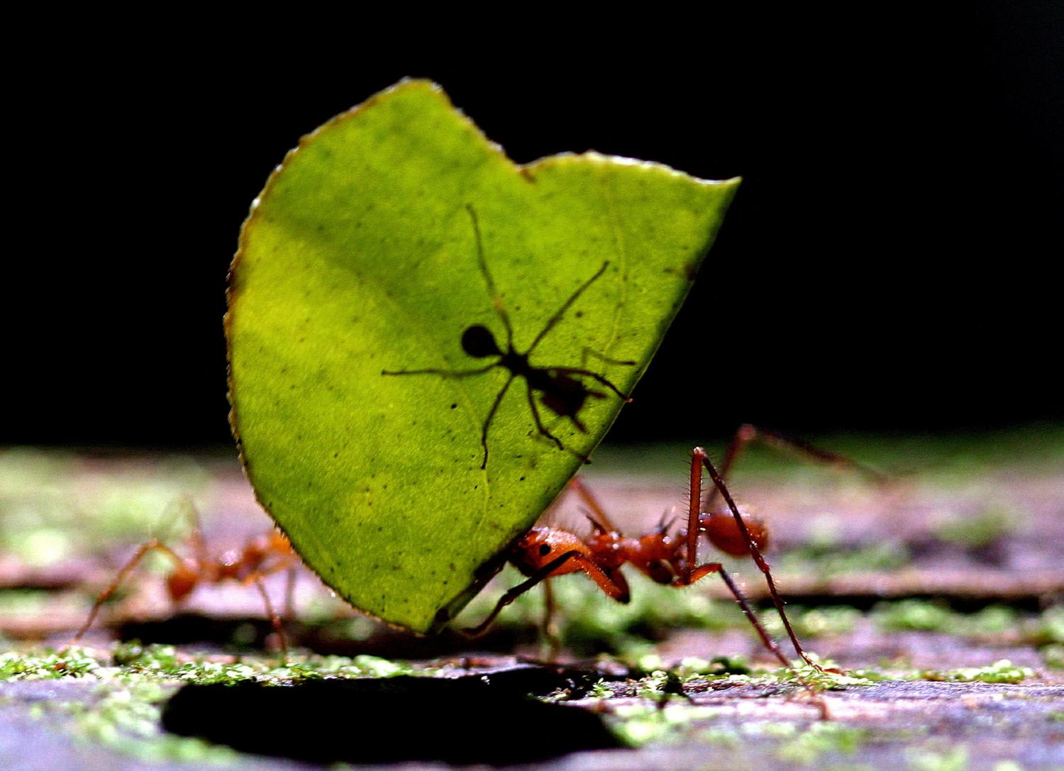  A leaf-cutting ant (Atta cephalotes) carries a leaf with another ant at La Selva biological station in Sarapiqui, Costa Rica on Janu 12, 2006. 


