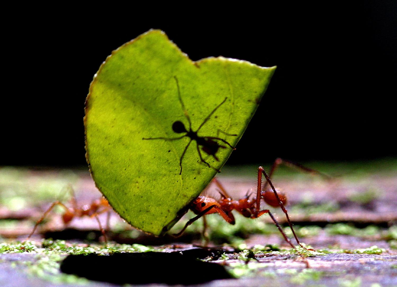 A leaf-cutting ant (Atta cephalotes) carries a leaf with another ant at La Selva biological station in Sarapiqui, Costa Rica on Janu 12, 2006.
A leaf-cutting ant (Atta cephalotes) carries a leaf with another ant at La Selva biological station in Sarapiqui, Costa Rica on Janu 12, 2006.