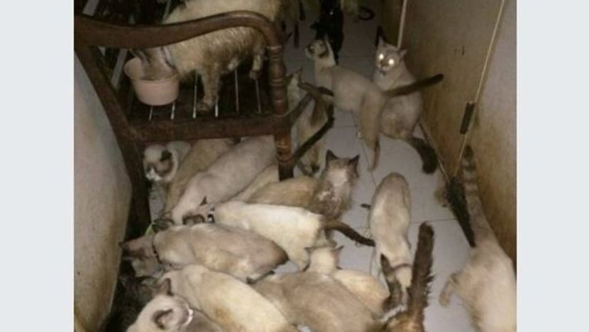 94 ekor kucing siam diselamatkan dari flat 3 bilik