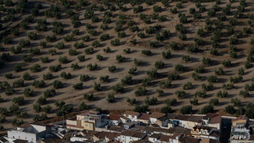 Drought threatens Spain's 'green gold' harvest Drought threatens Spain's 'green gold' harvest