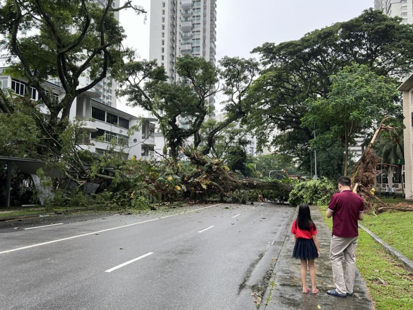 A photo taken of the fallen tree at Tiong Bahru Road which damaged the nearby sheltered walkway.