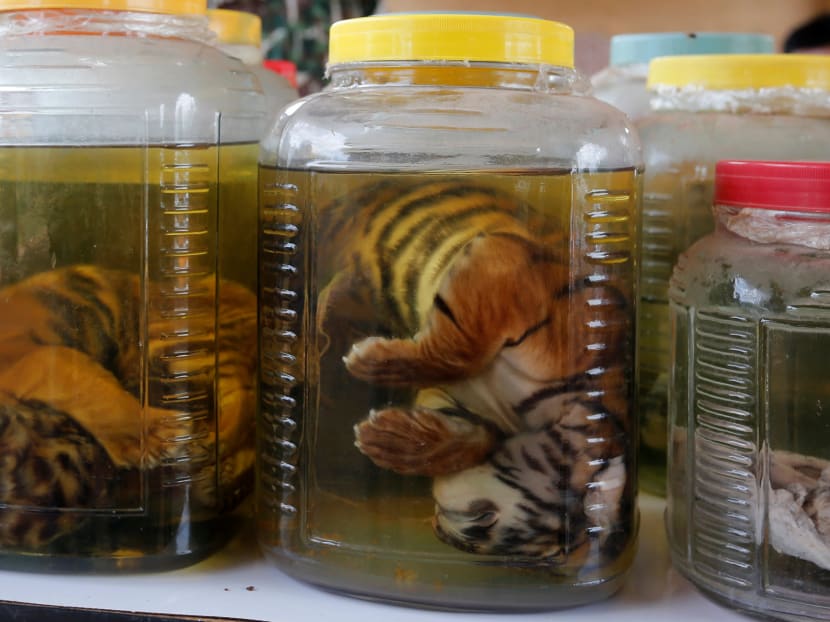 Gallery: Thai police find tiger slaughterhouse in temple probe