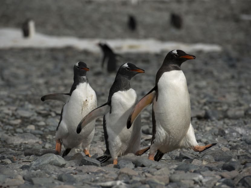 Hungry penguins chase Antarctic's shifting krill - TODAY