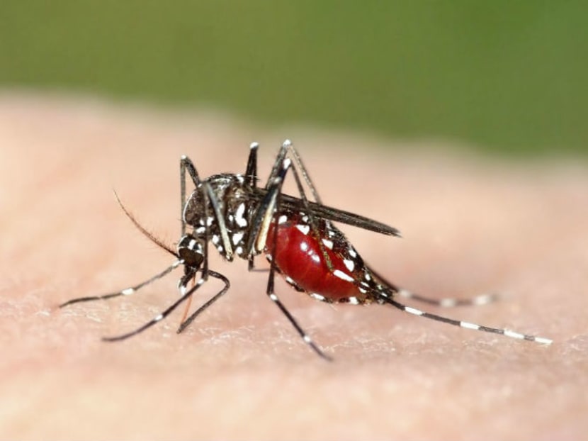 The chikungunya virus is transmitted to humans by the bite of an infected Aedes mosquito, similar to dengue and Zika.