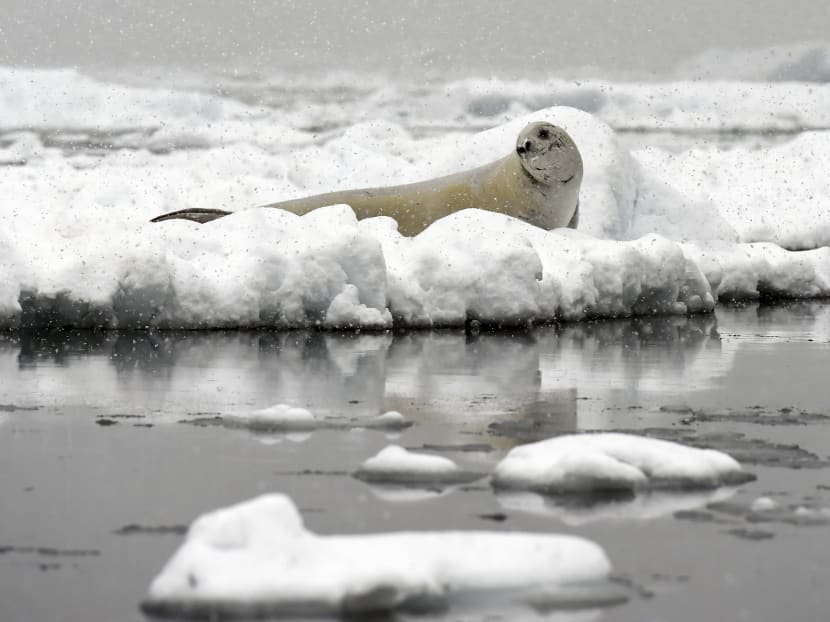 Countries have finally sealed a deal to have a marine reserve in Antarctica. Photo: AFP