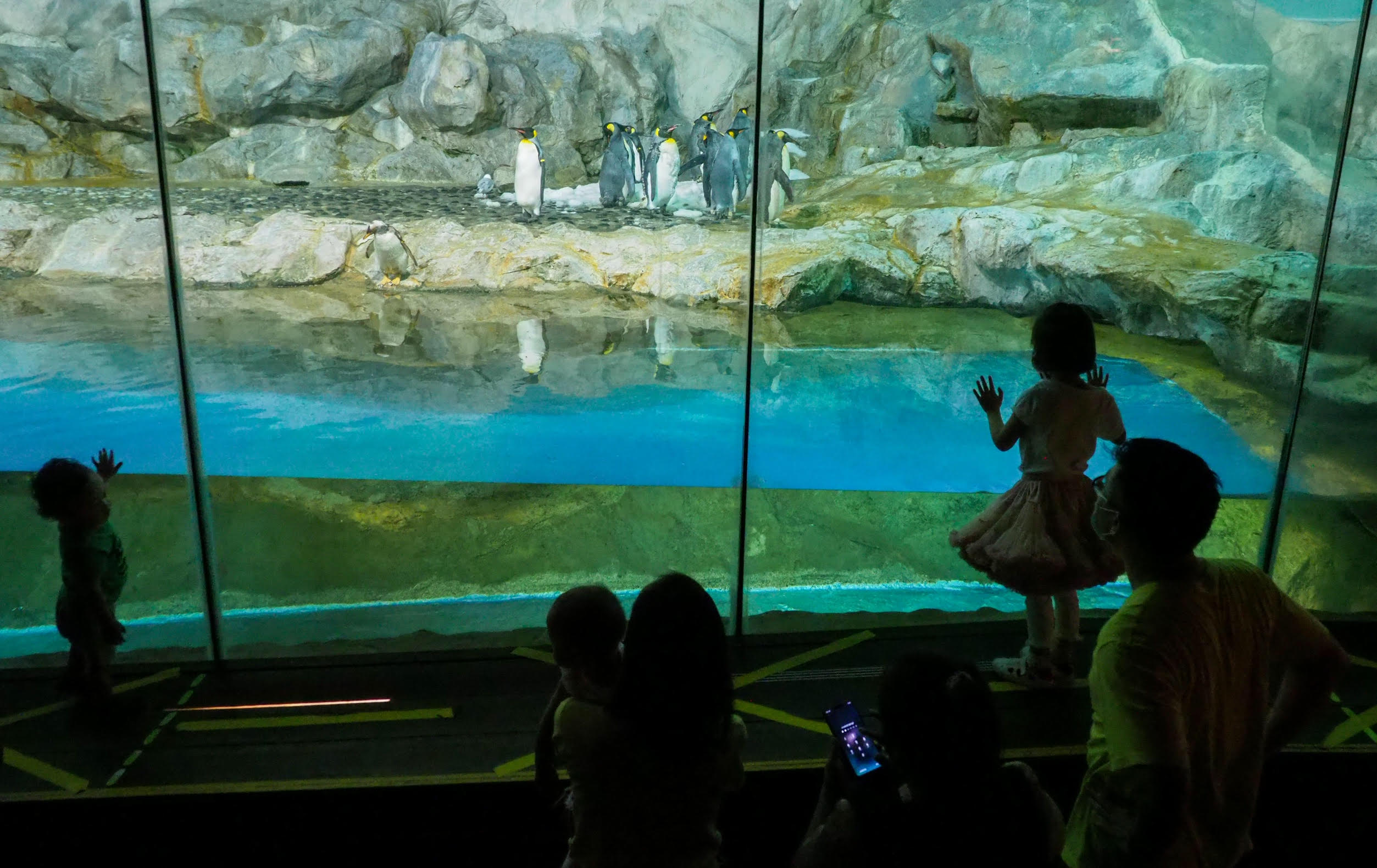 Visitors to the Jurong Bird Park looking at penguins. Visitors to the Jurong Bird Park looking at penguins.