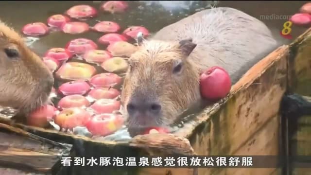 东京动物园水豚泡苹果温泉浴 享受冬日温暖