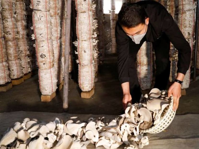 Deported from Europe, Afghan man pioneers mushroom farming in Kabul Deported from Europe, Afghan man pioneers mushroom farming in Kabul
