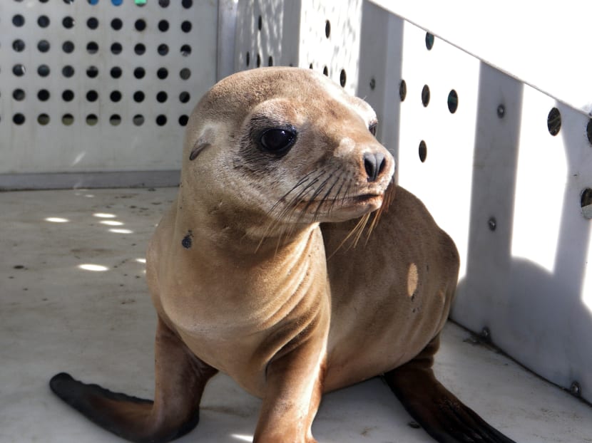 A sea lion pup at a Marine Mammal Rescue (MMR) facility in the Playa Del Rey area of Los Angeles. It's one of two pups that were found on Dockweiler State Beach just west of Los Angeles International Airport. Photo: AP/Peter Wallerstein of MMR