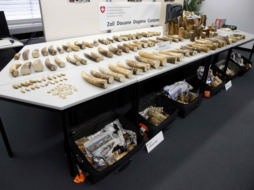 Ivory confiscated by Zurich airport customs is seen at Zurich airport, Switzerland, on August 4, 2015. Photo: Reuters