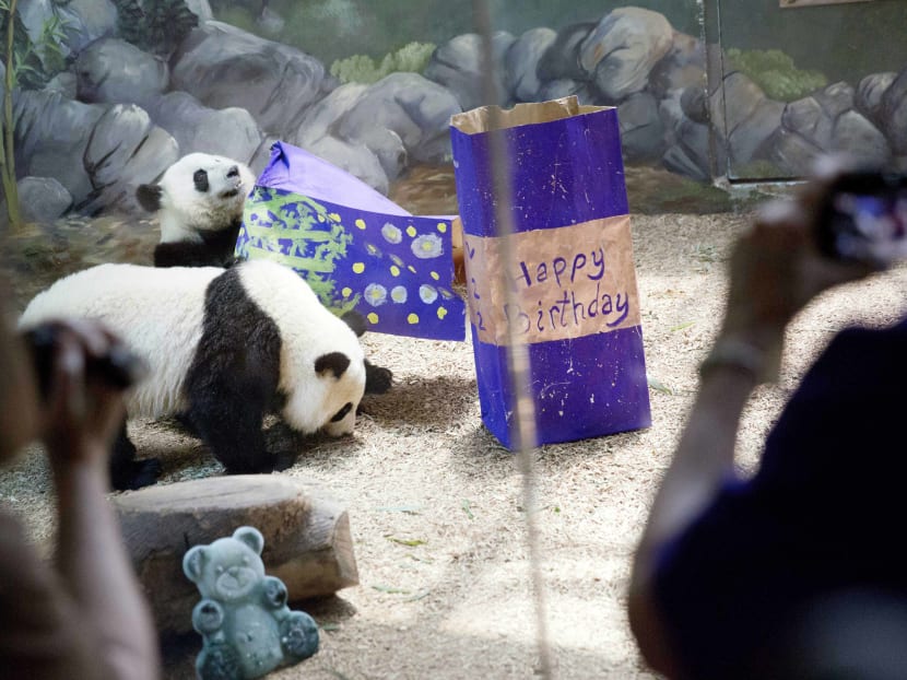 Twin giant panda sisters Mei Huan, rear, and Mei Lun, play with their presents filled with biscuits as they celebrate their second birthday at Zoo Atlanta, Wednesday, July 15, 2015, in Atlanta. Photo: AP