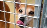 New guidelines for adoption, rehoming of dogs